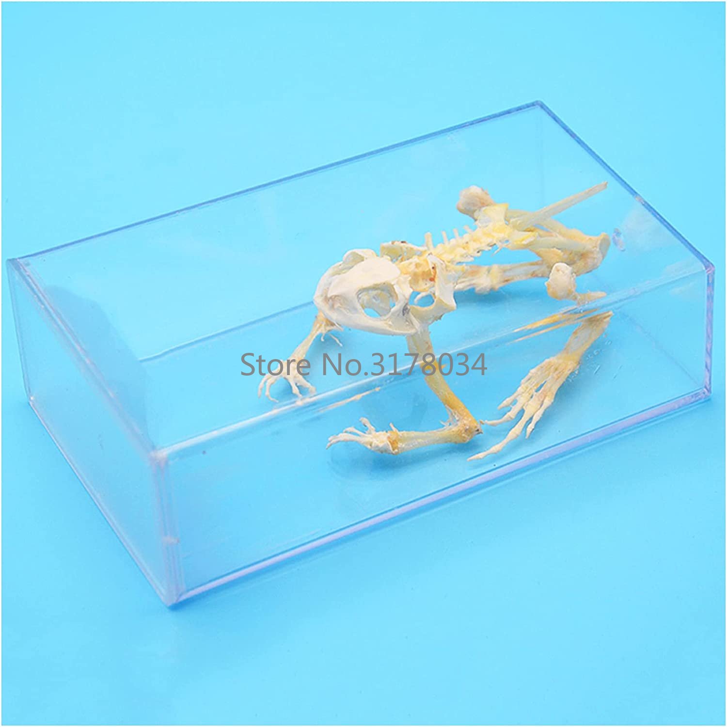 Art And Craft Science - Tiers kelett Modell Frosch Knochen Probe