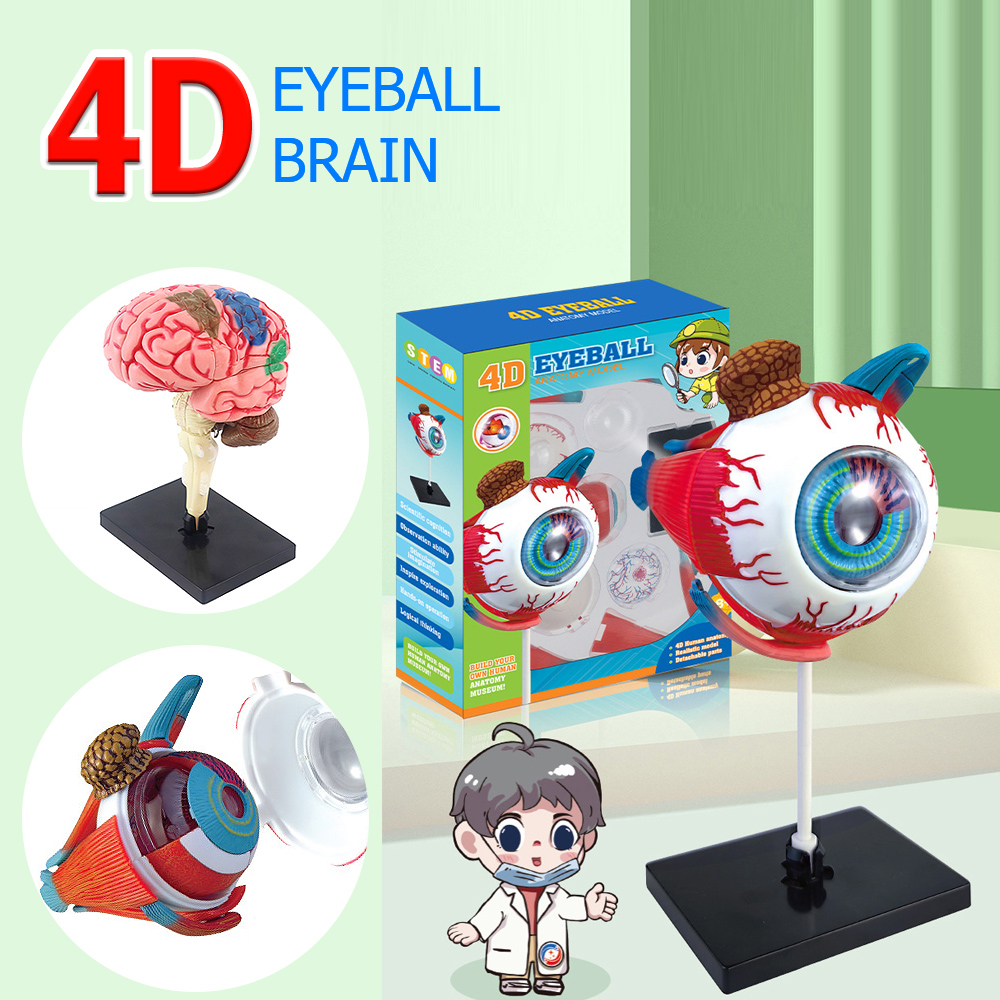 Art And Craft Science - Hochwertige Kunst handwerk Ornaments4d menschliche Augapfel