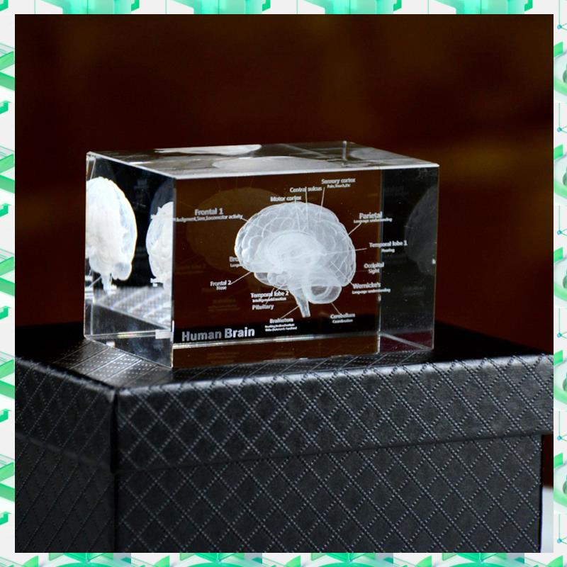 Art And Craft Science - FIZP Kristall 3D Gehirn Anatomisches Modell