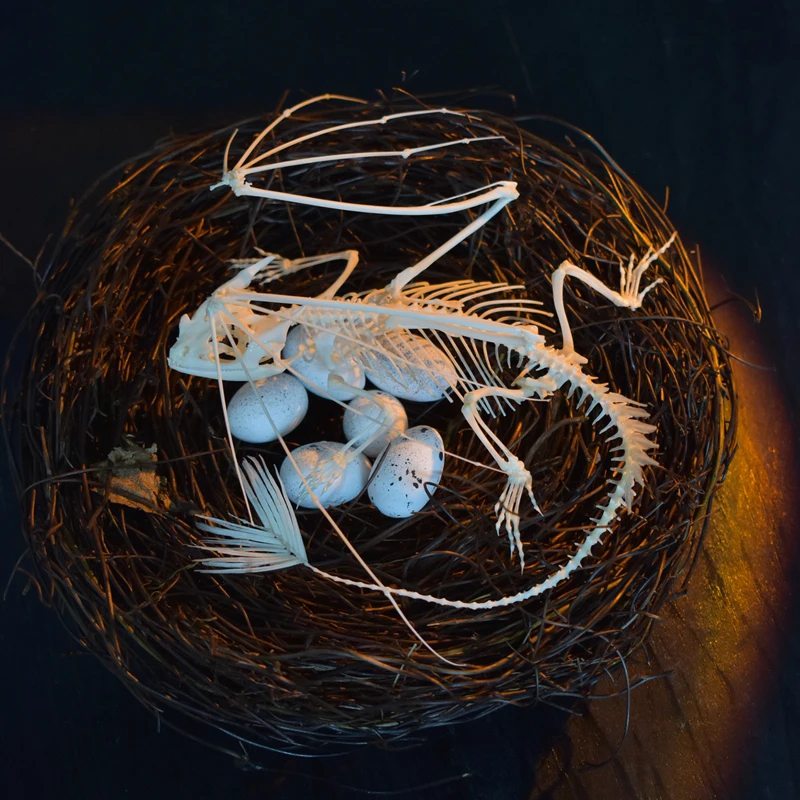 Art And Craft Science - 2125 Zahnloser Drachen-Skelett-Replikat Fantasy-Kunsthandwerk Heimdekoration Ethisches