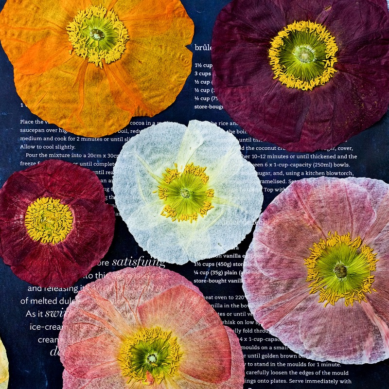 1 Stück, Natur-Mohnblumen Getr – Art And Craft Photos Bewertung und Preis