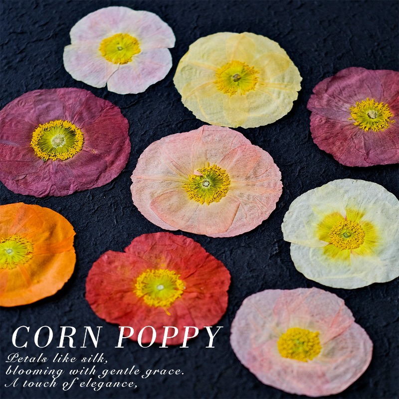 1 Stück, Natur-Mohnblumen Getr – Art And Craft Photos Bewertung und Preis