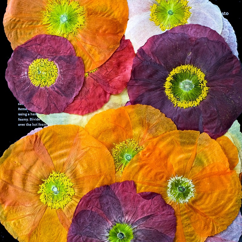 1 Stück, Natur-Mohnblumen Getr – Art And Craft Photos Bewertung und Preis