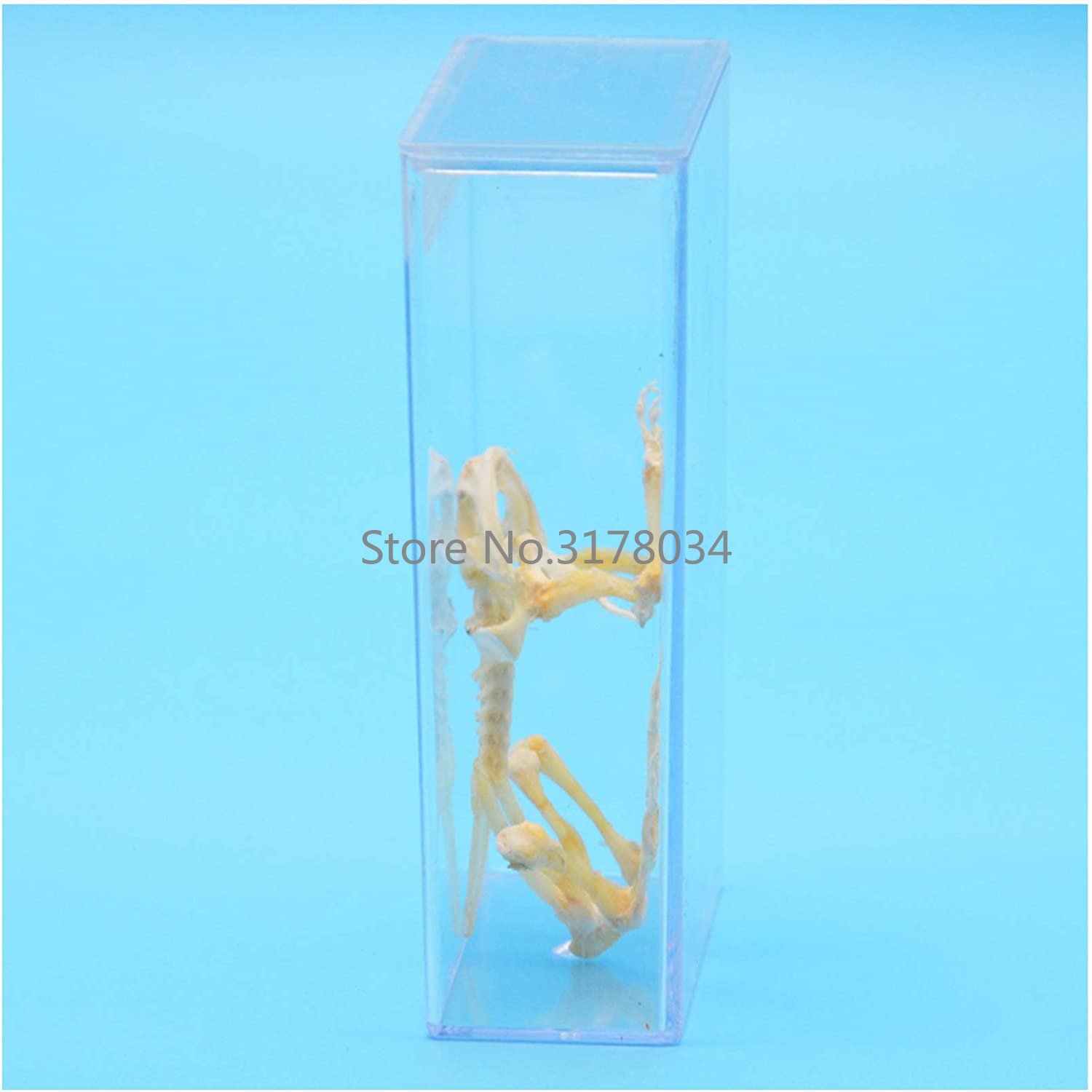 Tiers kelett Modell Frosch Kno – Art And Craft Science Bewertung und Preis