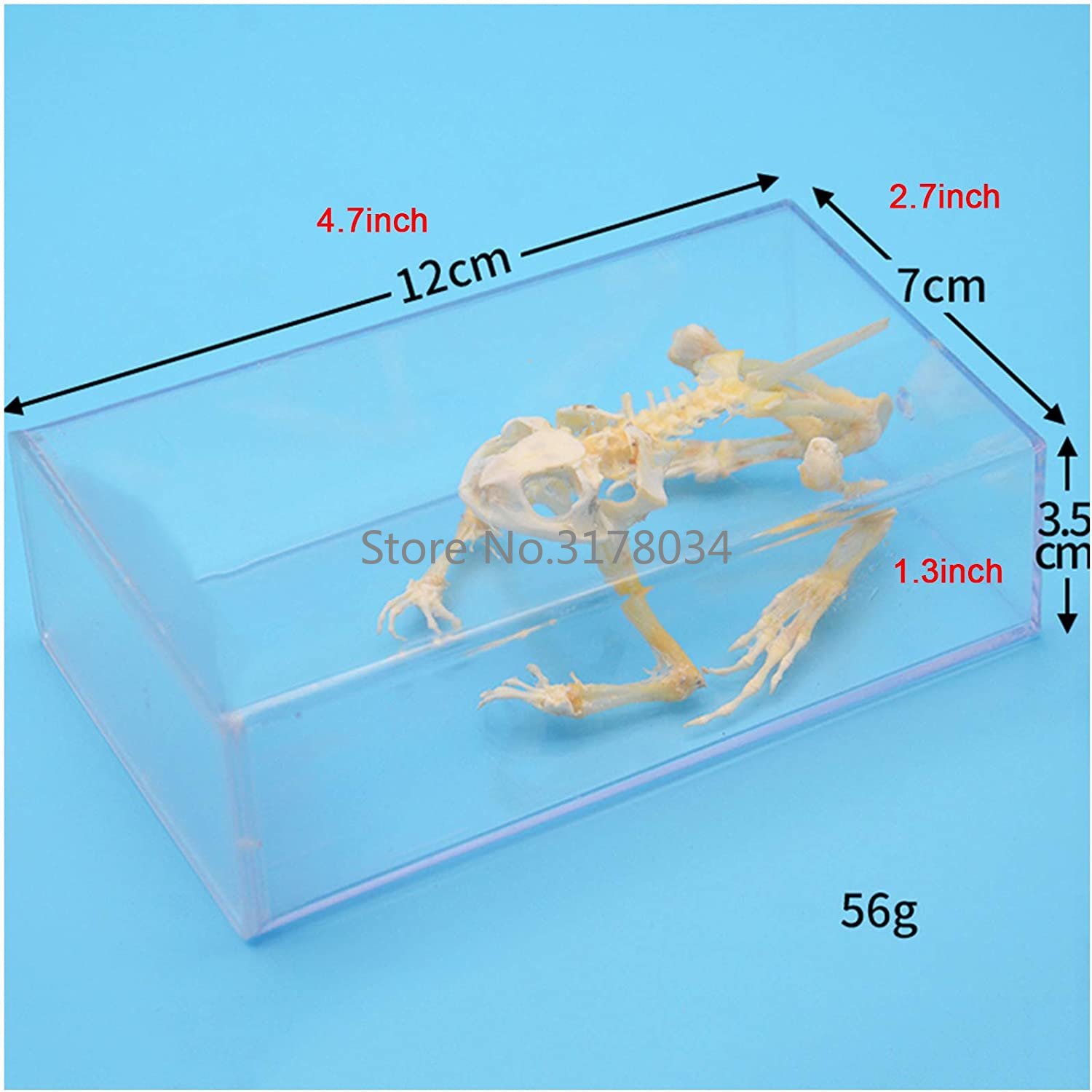 Tiers kelett Modell Frosch Kno – Art And Craft Science Bewertung und Preis