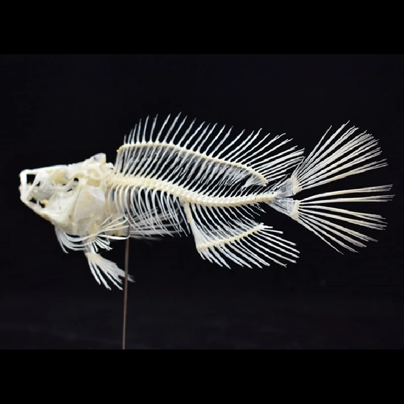 2043 Boutique Grouper-Fisch-Sk – Art And Craft Science Bewertung und Preis