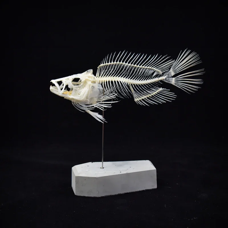 2043 Boutique Grouper-Fisch-Sk – Art And Craft Science Bewertung und Preis