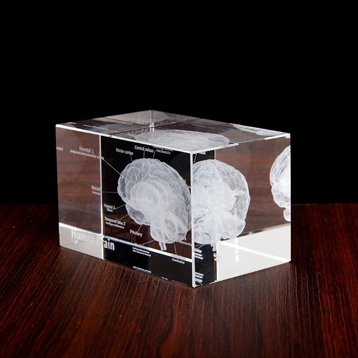 Kristall 3D Gehirn-Anatomiemod – Art And Craft Science Bewertung und Preis