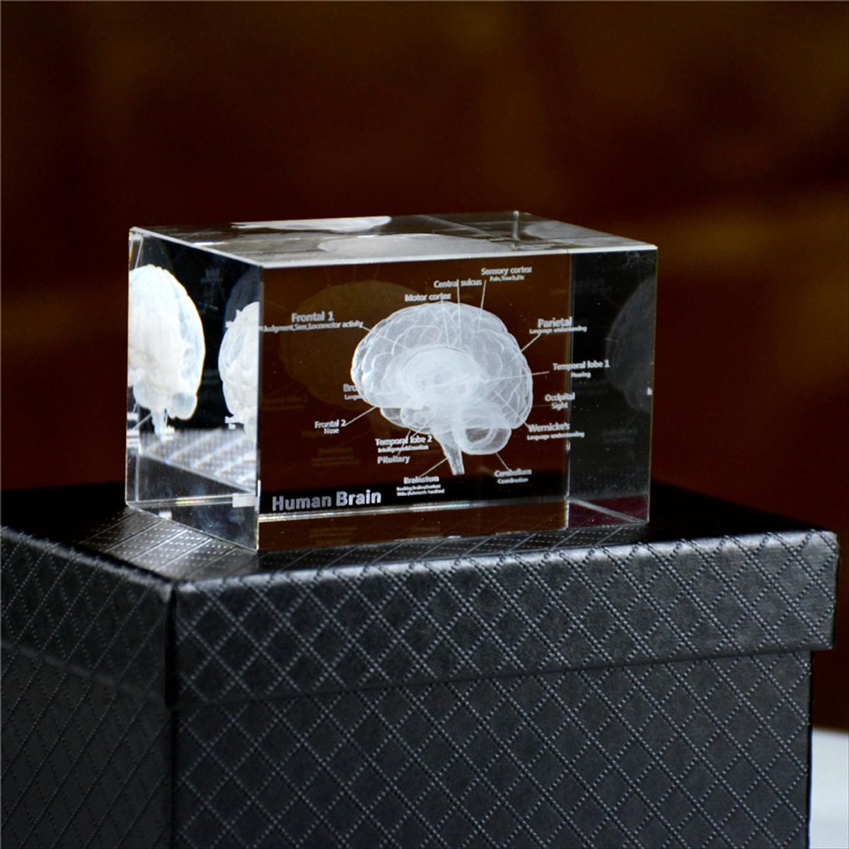 Kristall 3D Gehirn-Anatomiemod – Art And Craft Science Bewertung und Preis